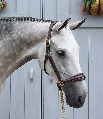 KLS Rachel Leather Show Halter