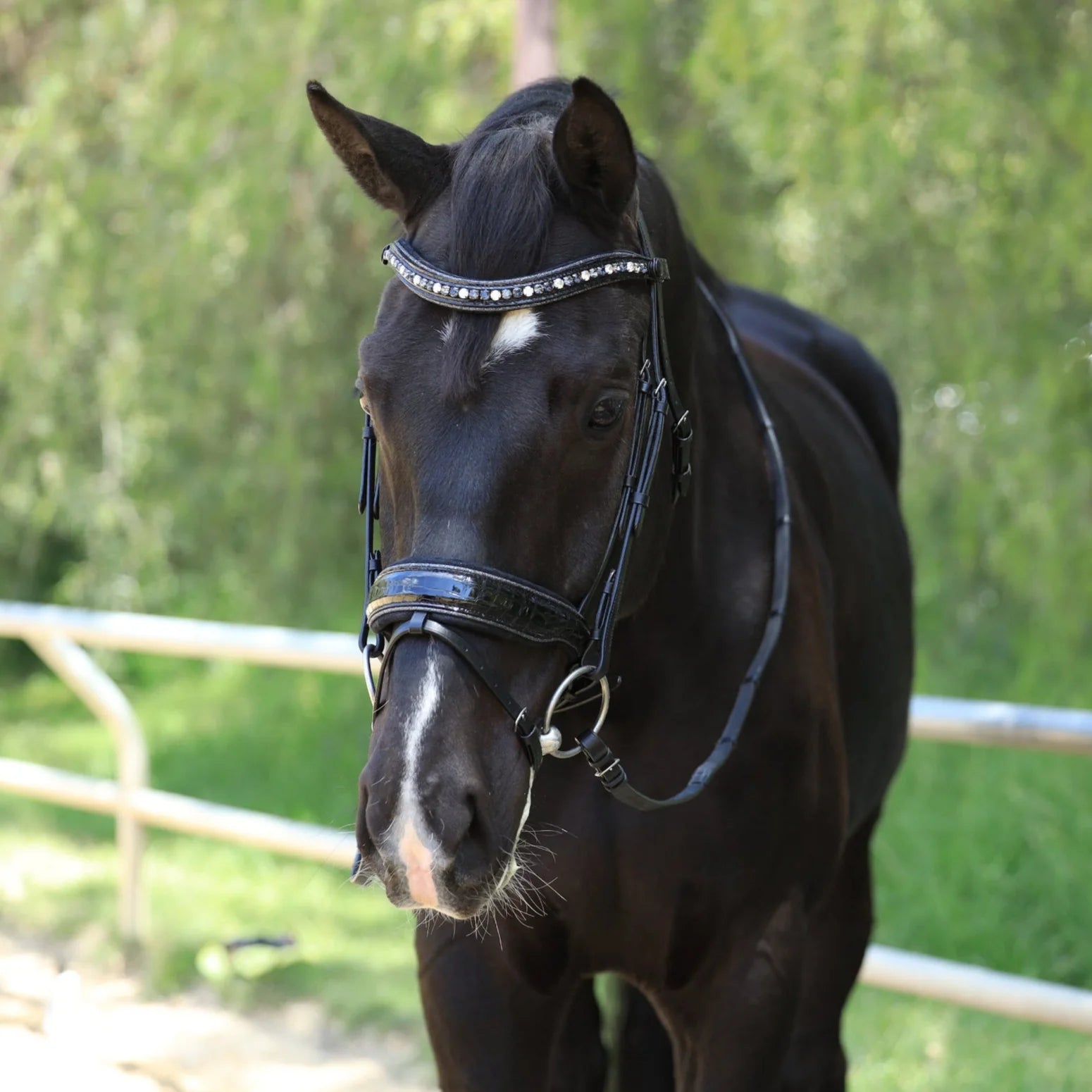 Halter Ego The Argentia-Black Patent Snaffle Croc Bridle