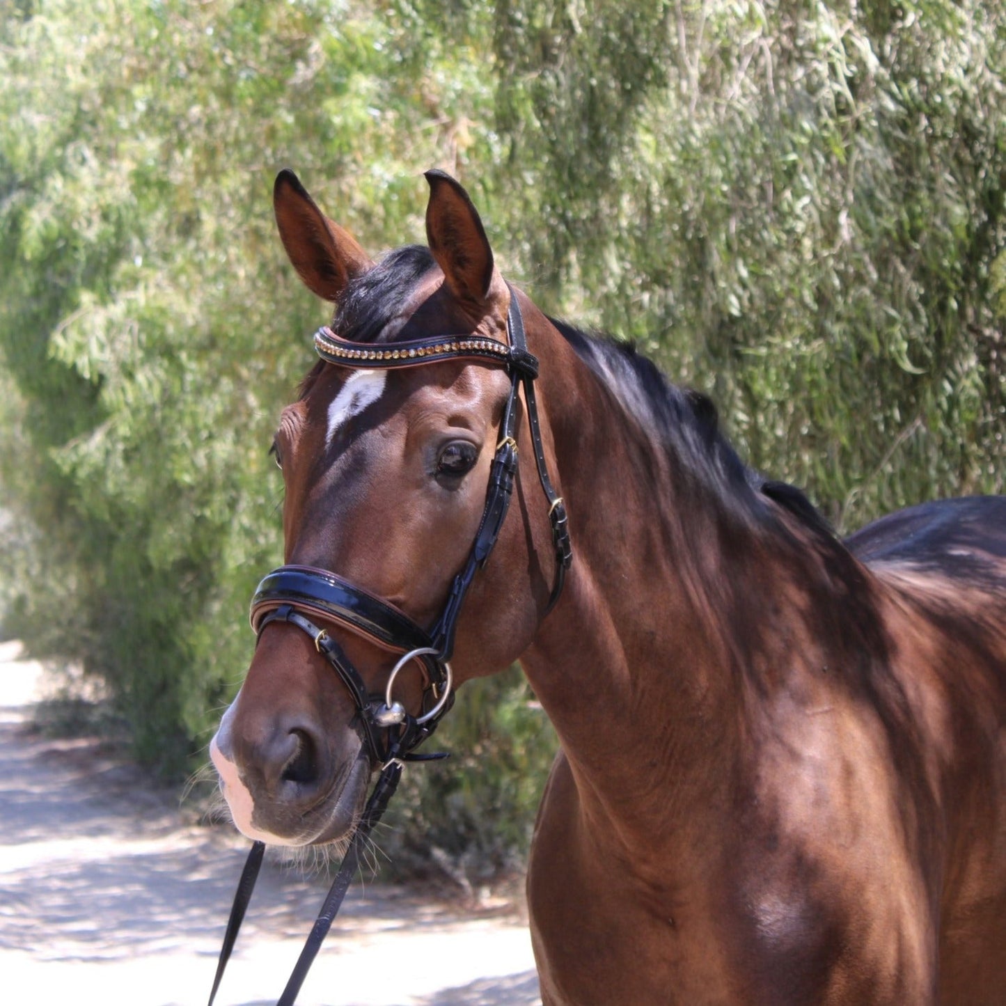 Halter Ego Palermo Double Bridle with reins