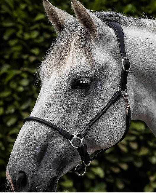 PEI Hennaroso Rolled Anatomic Head Collar