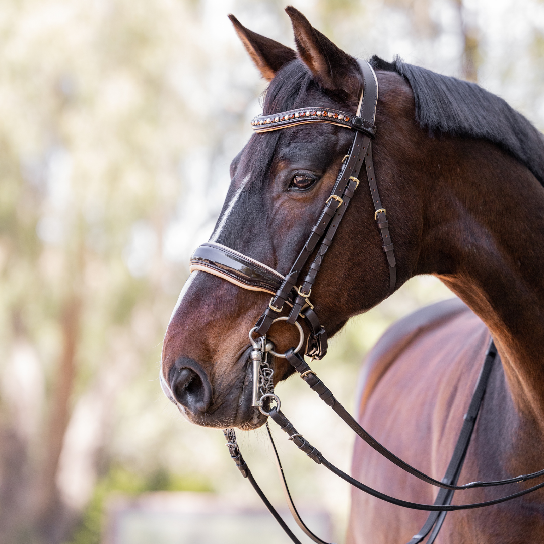Halter Ego Weltmeyer Double Bridle Brown with colored padding and piping
