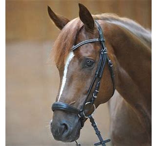 Kavalkade Isabella Drop Noseband Bridle