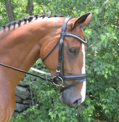 Black Oak Magnolia Dressage Bridle