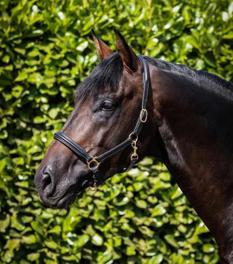 Premier Equine Padded Leather Head Collar