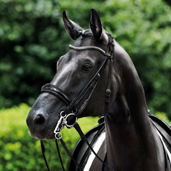 Passier Icarus Double Bridle (Non-Patent Leather) with reins