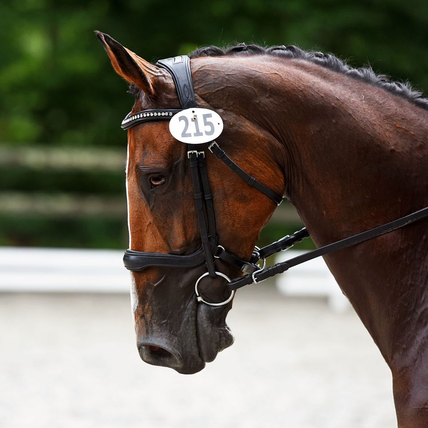 Red Barn Arena Ergonomic Snaffle Dressage Bridle