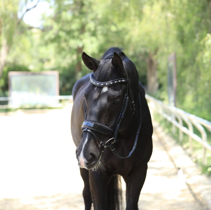 Halter Ego Argentia Black Patent Croc Snaffle Bridle