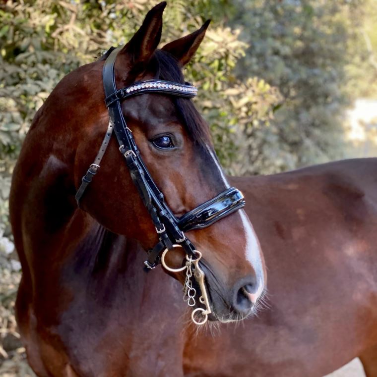 Halter Ego Celebrity Double Bridle – The Horse of Course