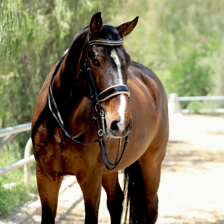 Halter Ego The Thea Double Bridle