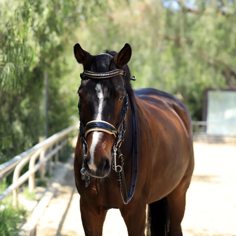 Halter Ego The Thea Double Bridle