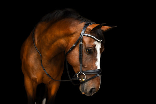 Red Barn Pace Snaffle Dressage Bridle