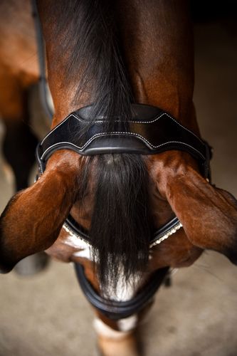 Red Barn Pace Snaffle Dressage Bridle