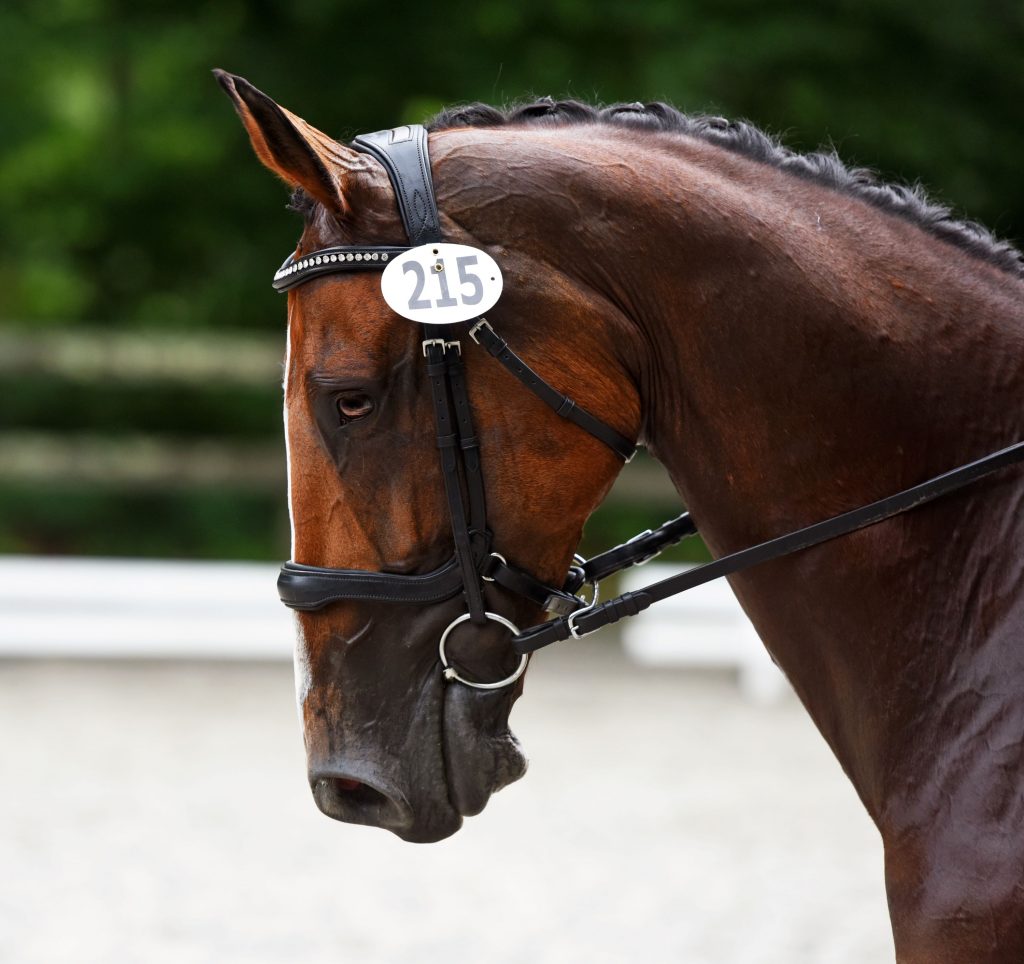 Red Barn Replacement Arena Cavesson