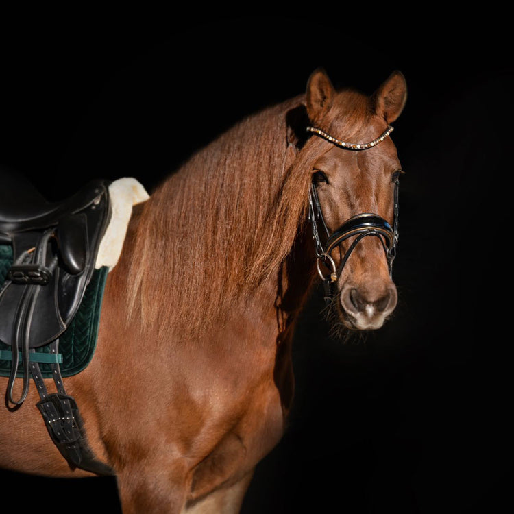 Halter Ego C  Snaffle Bridle