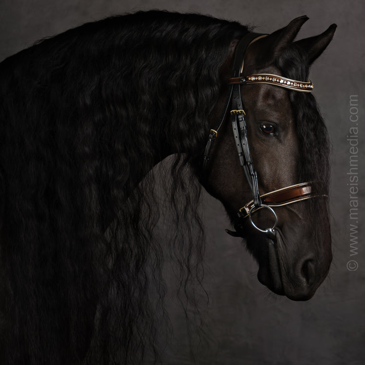 Halter Ego C  Snaffle Bridle