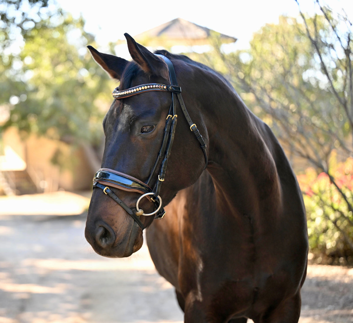 Halter Ego C  Snaffle Bridle
