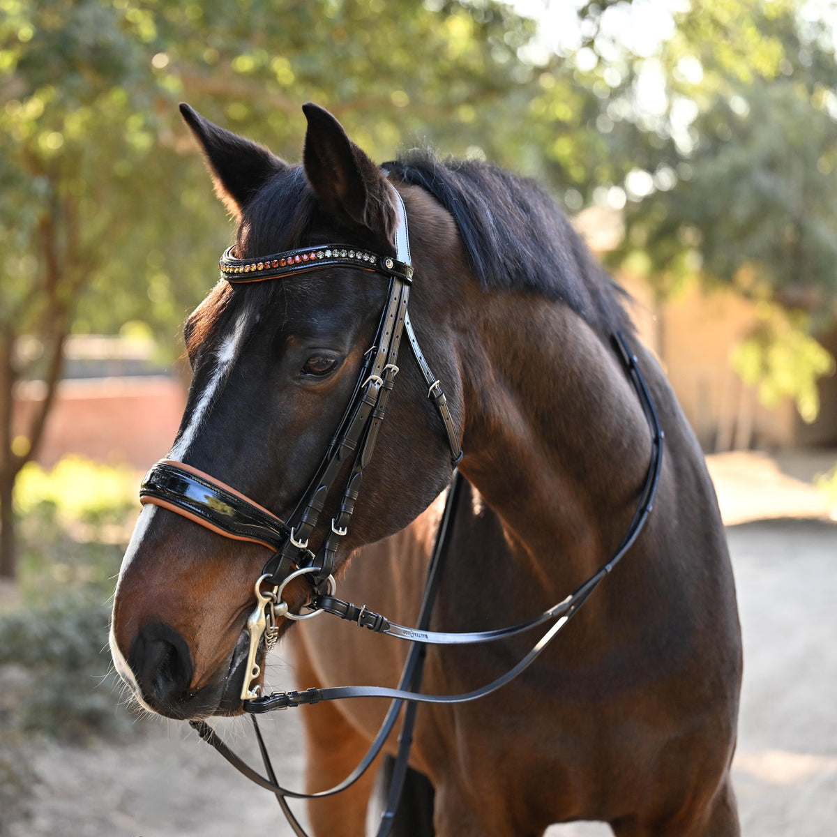 Halter Ego C  Bridles