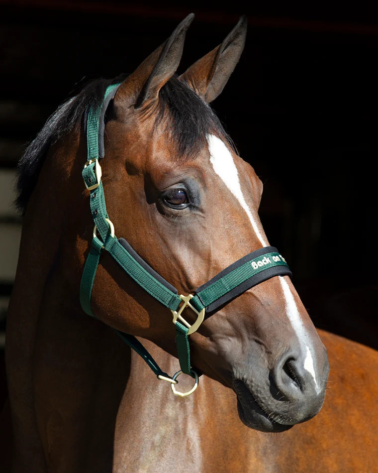 Back On Track Halter Werano
