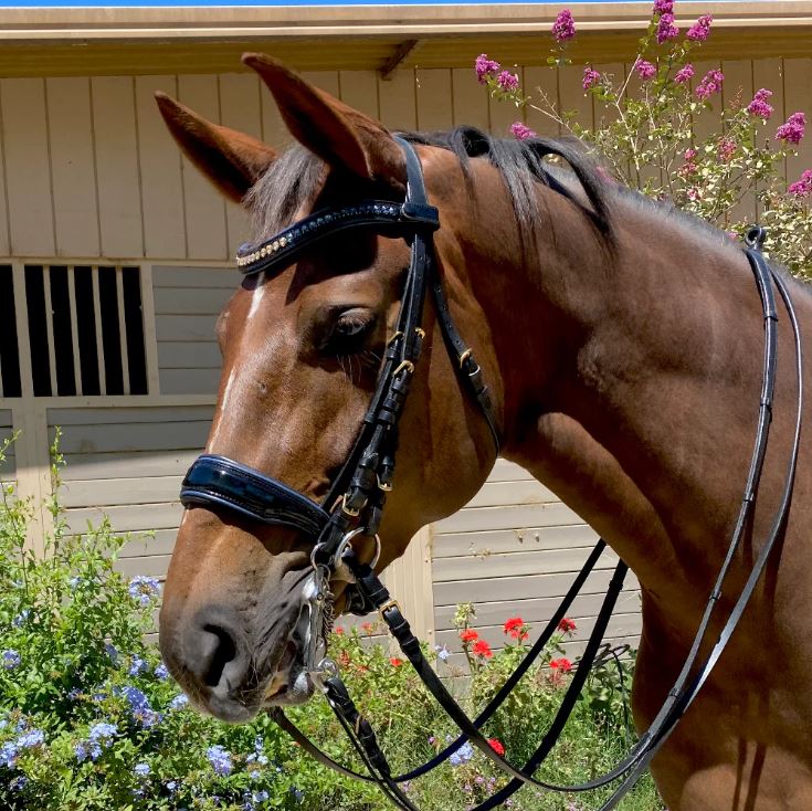 Halter Ego Charleston Double Bridle