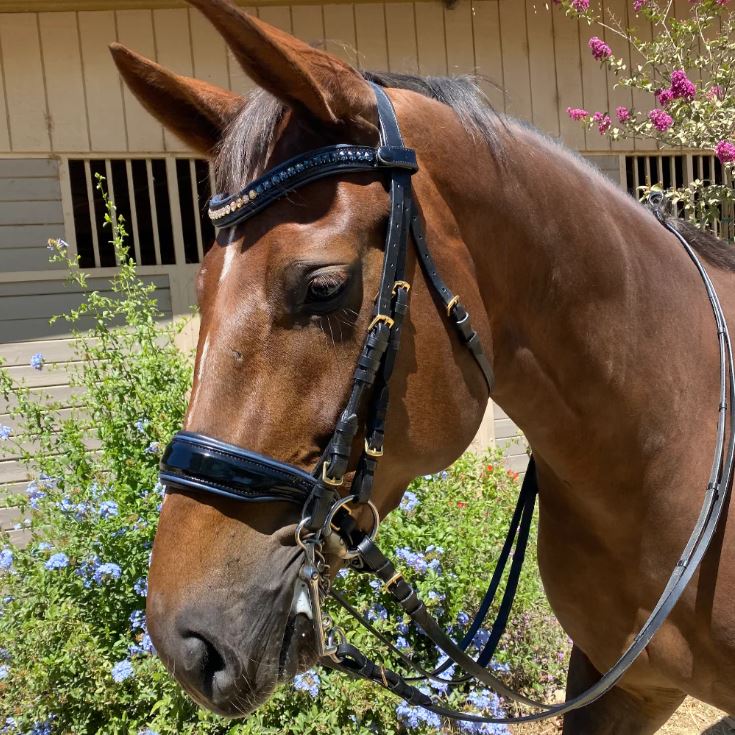 Halter Ego Charleston Double Bridle