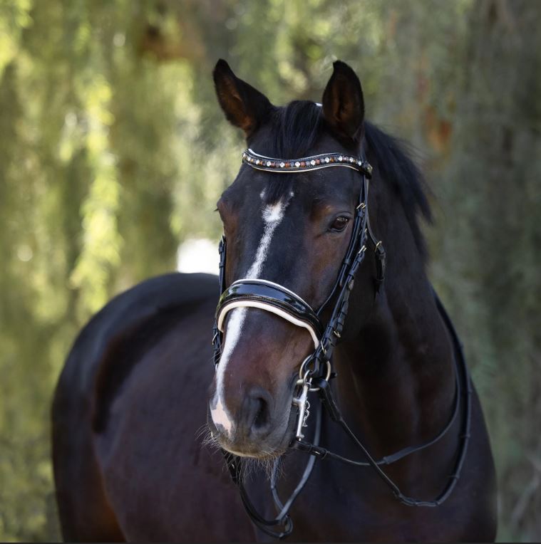 Halter Ego Taos Double Bridle